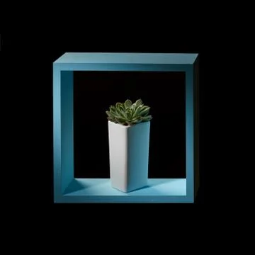 Creative composition of a mini succulent echeveria and a blue wooden frame 스톡 사진