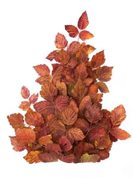 Creative composition of red autumn leaves. isolated on white Stock Photos