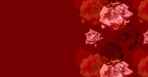 Creative composition with rose on a red background. Greeting card 스톡 사진