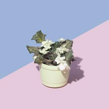 Creative composition violet flower pot on bright pastel blue and pink color b Foto stock