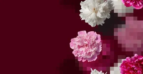 Creative composition of white and pink peony flowers on pink background Stock Photos