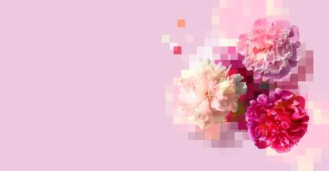 Creative composition of white and pink peony flowers on light pink background Stock Photos