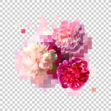 Creative composition of white and pink peony flowers Stock Photos