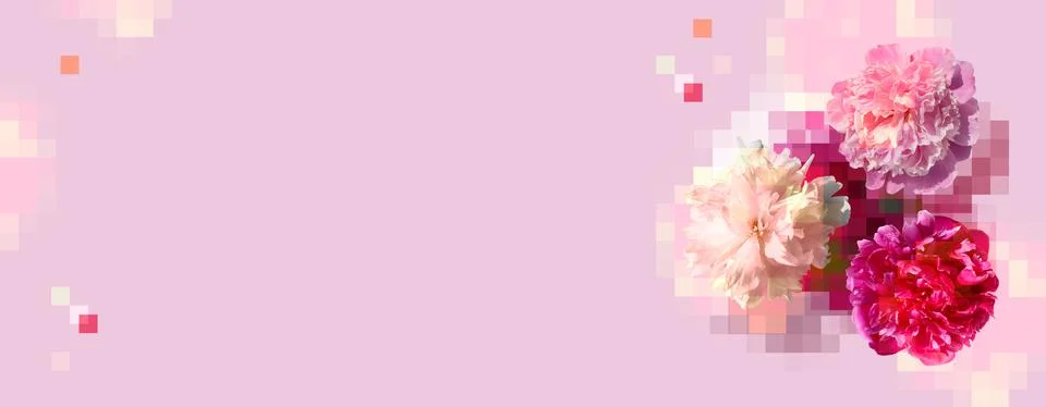 Creative composition of white and pink peony flowers on light pink background Stock Photos