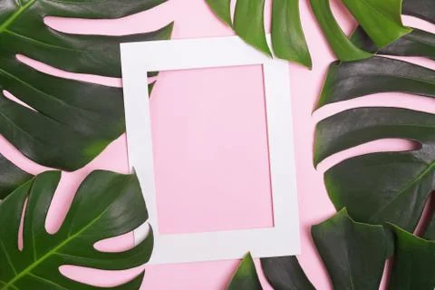 Creative composition with white frame with blank space and monstera leaves Stock Photos