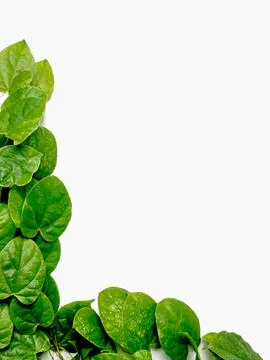 Creative concept of creeping greenery background isolated on a white backgrou Stock Photos
