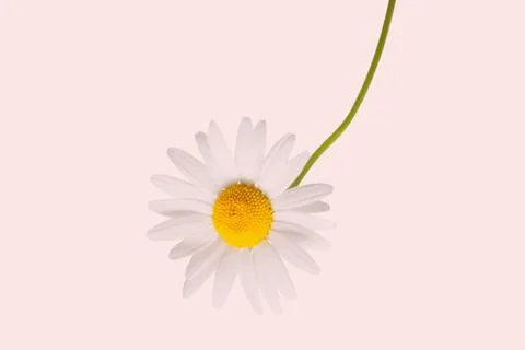 Creative concept of a daisy flower inverted upside down on a vintage backgr.. Stock Photos