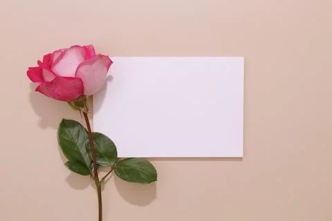 Creative concept, empty greeting card Foto stock
