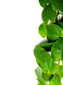 Creative concept of a green plant background of creeping type Stock Photos