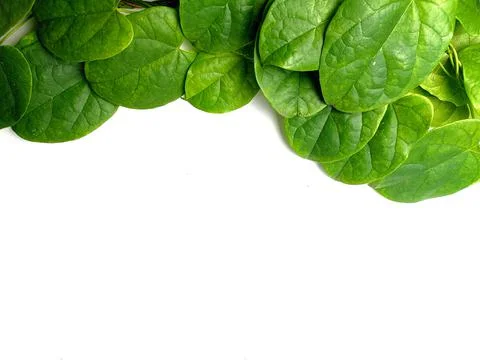 Creative concept of a green plant background of creeping Stock Photos