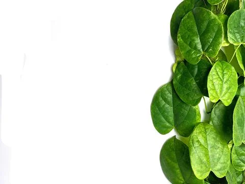 Creative concept of a green plant background of creeping Stock Photos