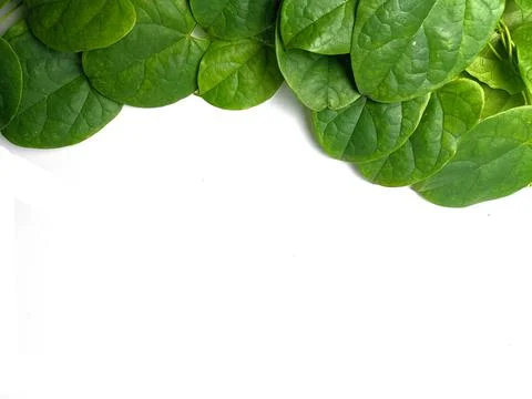 Creative concept of a green plant background of creeping type isolated on a w Stock Photos