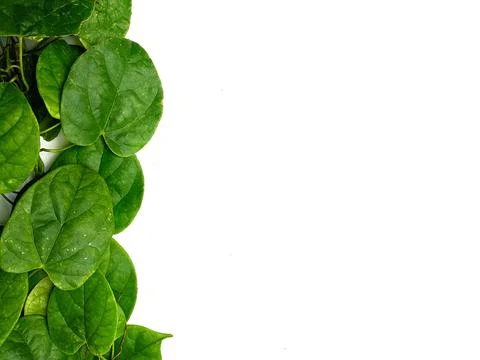 Creative concept of a green plant background of creeping Stock Photos