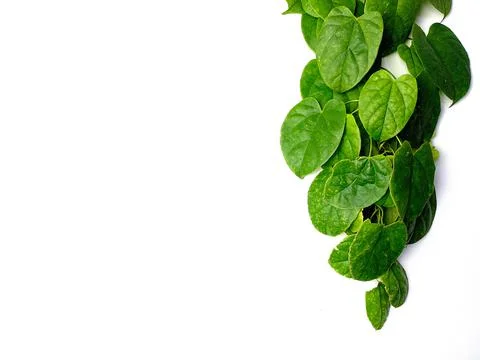 Creative concept of a green plant background of creeping Stock Photos