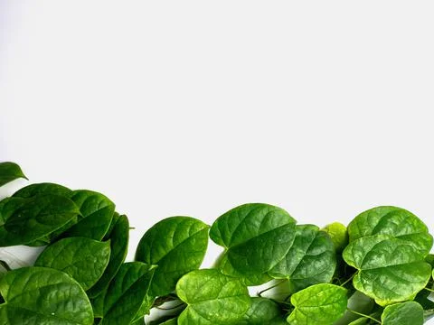 Creative concept of a green plant background of creeping type Stock Photos