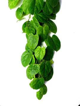Creative concept of a green plant background of creeping type isolated on a w Stock Photos