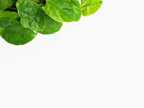 Creative concept of a green plant background of creeping type Stock Photos
