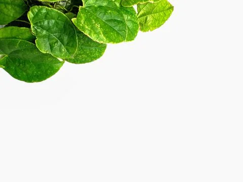 Creative concept of a green plant background of creeping type isolated on a w Stock Photos