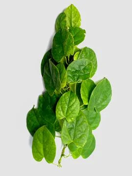 Creative concept of a green plant background of creeping type isolated on a w Stock Photos