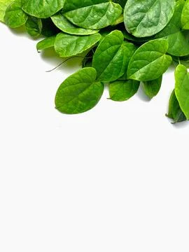 Creative concept of a green plant background of creeping type isolated on a w Stock Photos