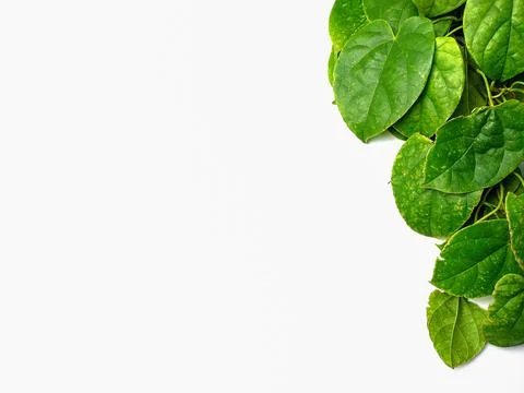 Creative concept of a green plant background of creeping type isolated on a w Stock Photos