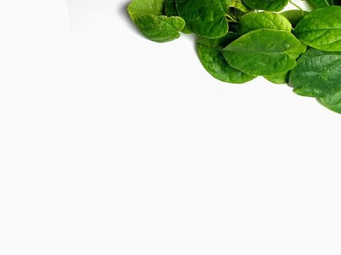Creative concept of a green plant background of creeping type isolated on a w Stock Photos
