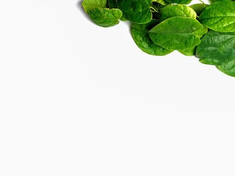 Creative concept of a green plant background of creeping type isolated on a w Stock Photos