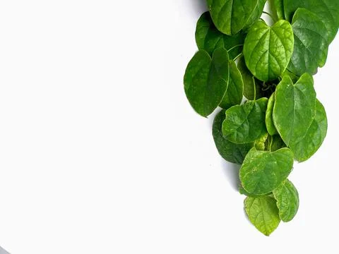 Creative concept of a green plant background of creeping type isolated on a w Stock Photos