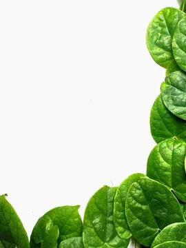 Creative concept of a green plant background of creeping type isolated on a w Stock Photos