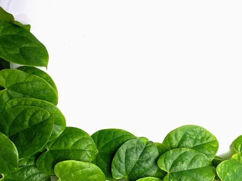 Creative concept of a green plant background of creeping type isolated on a w Stock Photos