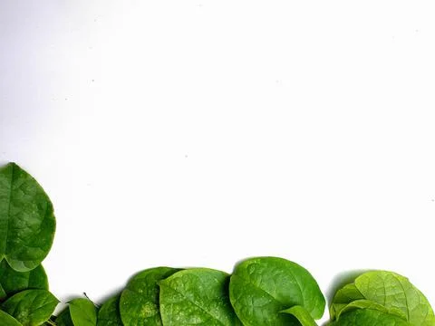 Creative concept of a green plant background of creeping type isolated on a w Stock Photos