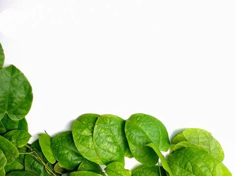 Creative concept of a green plant background of creeping type isolated on a w Stock Photos