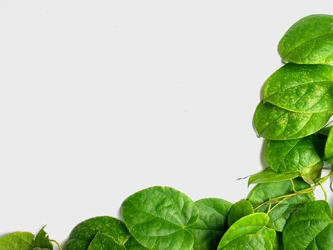 Creative concept of a green plant background of creeping type isolated on a w Stock Photos