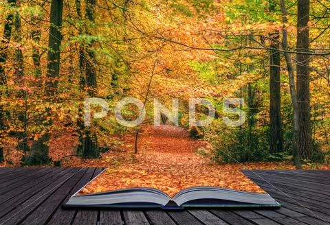 Creative concept idea of beautiful autumn fall forest scene in pages of magic Stock Photos