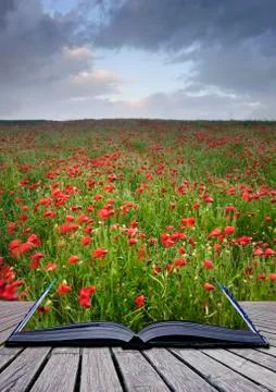 Creative concept idea of poppy field landscape coming out of pages in magical Stock Illustration
