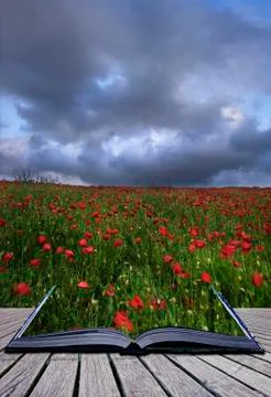 Creative concept idea of poppy field landscape coming out of pages in magical Stock Illustration