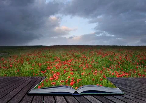 Creative concept idea of poppy field landscape coming out of pages in magical Stock Illustration