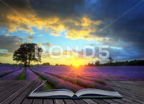 Creative concept image of atmospheric sunset lavender fields in pages of ma Stock Illustration