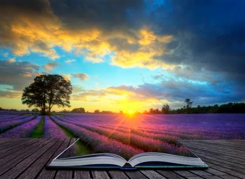 Creative concept image of  atmospheric sunset  lavender fields in pages of ma Illustrazione stock
