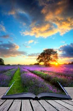Creative concept image of  atmospheric sunset  lavender fields in pages of ma Stock Photos