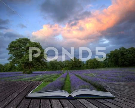 Creative concept image of lavender in summer sunset in page sof magic book Stock Illustration