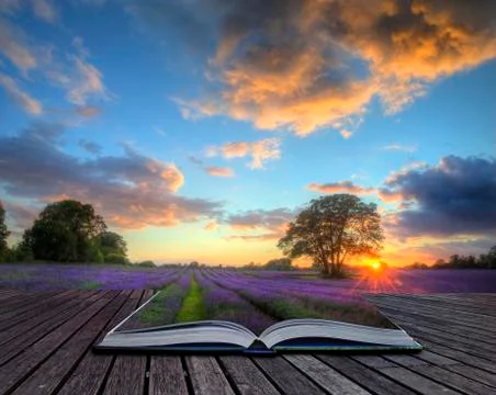Creative concept image of lavender  in summer sunset in page sof magic book Stock Photos