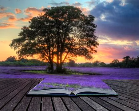 Creative concept image of lavender  in summer sunset in pages of magic book Stock Photos