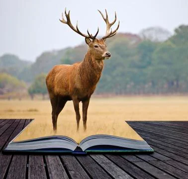 Creative concept image of red deer stag in pages of book Stock Illustration