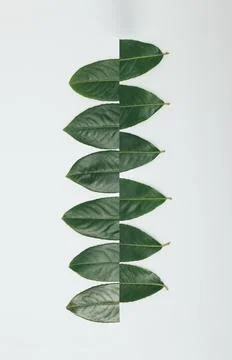 Creative concept made with cut PRUNUS LAUROCERASUS leaves isolated on white b Stock Photos