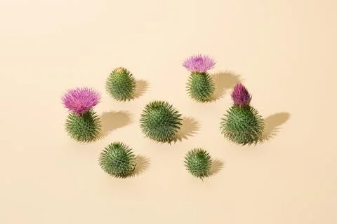 Creative concept made with pastel green cactus and violet cactus flowers agai Stock Photos
