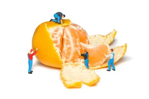 Creative concept with miniature workers. Men remove the peel mandarins. Teamw Stock Photos