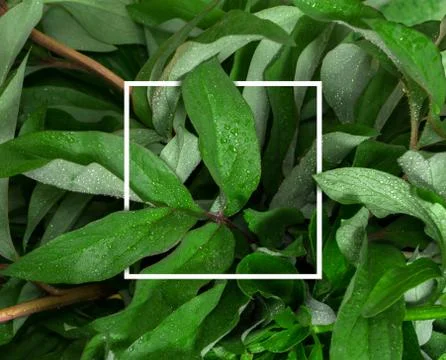 Creative concept with place for text. Green fresh peony leaves with a frame i Stock-Fotos
