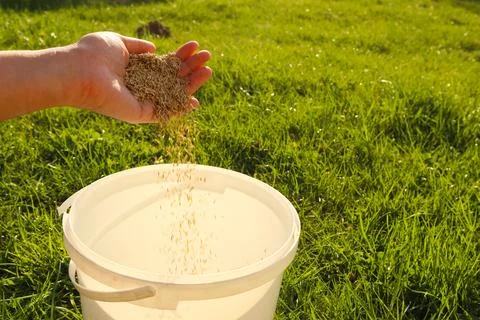 A creative concept shot showing a hand scattering green grass seeds into a wh Stock-Fotos