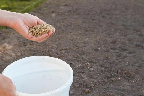 A creative concept shot showing a hand scattering green grass seeds into a wh Foto stock